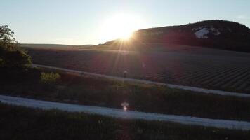 aérien lavande des champs. content femme courir dans interminable Lignes de épanouissement lavande des champs sur été le coucher du soleil temps. lavande pétrole production. champ avec lavande Lignes. aromathérapie. se détendre. video