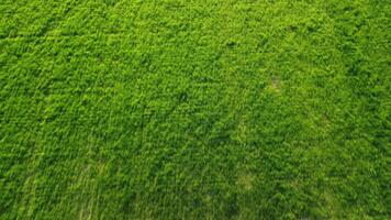 Aerial view on green wheat field in countryside. Field of wheat blowing in the wind on sunset. Young and green Spikelets. Ears of barley crop in nature. Agronomy, industry and food production. video