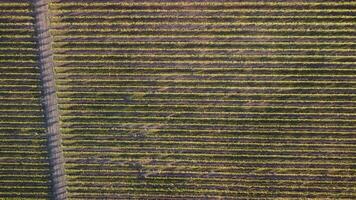 Aerial view of vineyards field plantation on sunset. Cinematic drone aerial view on Green highland valley countryside. Eco farming in wild nature landscape. Tourism, travel concept. video