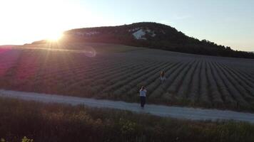 aereo lavanda campi. contento donna correre nel infinito righe di fioritura lavanda i campi su estate tramonto volta. lavanda olio produzione. campo con lavanda righe. aromaterapia. relax. video