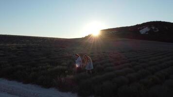 antenne lavendel velden. eindeloos rijen van bloeiend lavendel velden Aan zomer zonsondergang tijd. lavendel olie productie. veld- met lavendel rijen. aromatherapie. kom tot rust. video