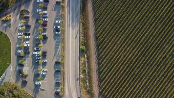 aérien vue de vignobles champ plantation sur le coucher du soleil. cinématique drone aérien vue sur vert montagnes vallée campagne. éco agriculture dans sauvage la nature paysage. tourisme, Voyage concept. video