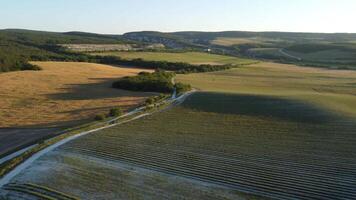 Antenne Aussicht auf reif Weizen Feld im Landschaft. Feld von Weizen weht im das Wind auf Sonnenuntergang. jung und Grün Ährchen. Ohren von Gerste Ernte im Natur. Agronomie, Industrie und Essen Produktion. video