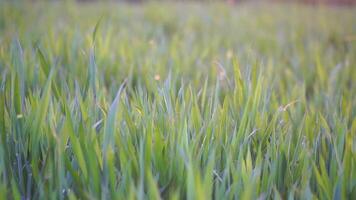 Green wheat field in countryside, close up. Field of wheat blowing in the wind at sunny spring day. Ears of barley crop in nature. Agronomy, industry and food production. Slow motion video