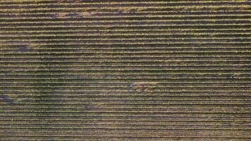 aéreo ver de viñedos campo plantación en puesta de sol. cinematográfico zumbido aéreo ver en verde tierras altas Valle campo. eco agricultura en salvaje naturaleza paisaje. turismo, viaje concepto. video