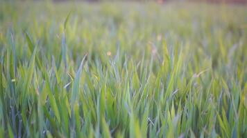 Green wheat field in countryside, close up. Field of wheat blowing in the wind at sunny spring day. Ears of barley crop in nature. Agronomy, industry and food production. Slow motion video