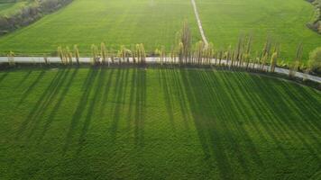 aereo Visualizza su verde Grano campo nel campagna. campo di Grano soffiaggio nel il vento su tramonto. giovane e verde spighette. orecchie di orzo Ritaglia nel natura. agronomia, industria e cibo produzione. video