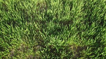 aereo Visualizza su verde Grano campo nel campagna. campo di Grano soffiaggio nel il vento su tramonto. giovane e verde spighette. orecchie di orzo Ritaglia nel natura. agronomia, industria e cibo produzione. video