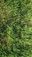 aéreo vertical ver en verde trigo campo en campo. campo de trigo soplo en el viento en puesta de sol. joven y verde espiguillas orejas de cebada cosecha en naturaleza. agronomía, industria y comida producción video