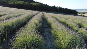 antenne lavendel velden. eindeloos rijen van bloeiend lavendel velden Aan zomer zonsondergang tijd. lavendel olie productie. veld- met lavendel rijen. aromatherapie. kom tot rust. video