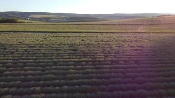 antenn lavendel- fält. ändlös rader av blomning lavendel- fält på sommar solnedgång tid. lavendel- olja produktion. fält med lavendel- rader. aromterapi. koppla av. video