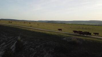 aéreo. volador terminado un pequeño manada de vacas vacas caminando uniformemente abajo granja la carretera en el colina. negro, marrón y manchado vacas parte superior abajo ver de el campo en un sping puesta de sol. idílico rural paisaje video