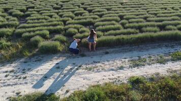 Aerial Lavender fields. Happy woman run in endless rows of blooming lavender fields on summer sunset time. Lavender Oil Production. Field with lavender rows. Aromatherapy. Relax. video