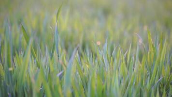 Green wheat field in countryside, close up. Field of wheat blowing in the wind at sunny spring day. Ears of barley crop in nature. Agronomy, industry and food production, video