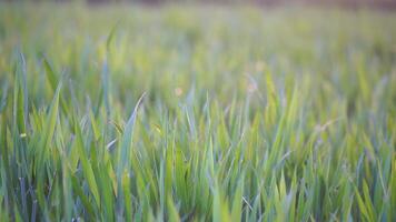 vert blé champ dans campagne, proche en haut. champ de blé soufflant dans le vent à ensoleillé printemps journée. oreilles de orge surgir dans la nature. agronomie, industrie et nourriture production, video