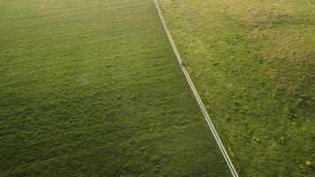 Antenne Aussicht auf Grün Weizen Feld im Landschaft. Feld von Weizen weht im das Wind auf Sonnenuntergang. jung und Grün Ährchen. Ohren von Gerste Ernte im Natur. Agronomie, Industrie und Essen Produktion. video