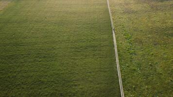 aéreo ver en verde trigo campo en campo. campo de trigo soplo en el viento en puesta de sol. joven y verde espiguillas orejas de cebada cosecha en naturaleza. agronomía, industria y comida producción. video