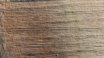 aéreo ver en maduro trigo campo en campo. campo de trigo soplo en el viento en puesta de sol. joven y verde espiguillas orejas de cebada cosecha en naturaleza. agronomía, industria y comida producción. video