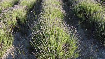 aéreo lavanda campos. interminable filas de floreciente lavanda campos en verano puesta de sol tiempo. lavanda petróleo producción. campo con lavanda filas aromaterapia relajarse. video