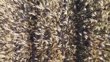 aéreo ver en maduro trigo campo en campo. campo de trigo soplo en el viento en puesta de sol. joven y verde espiguillas orejas de cebada cosecha en naturaleza. agronomía, industria y comida producción. video