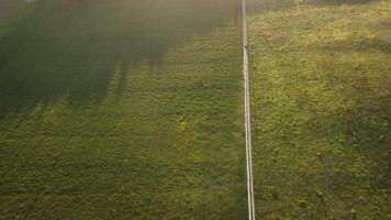 aereo Visualizza su verde Grano campo nel campagna. campo di Grano soffiaggio nel il vento su tramonto. giovane e verde spighette. orecchie di orzo Ritaglia nel natura. agronomia, industria e cibo produzione. video