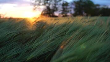 verde trigo campo en campo, cerca arriba, selectivo enfocar. campo de trigo soplo en el viento a puesta de sol. joven y verde espiguillas orejas de cebada cosecha en naturaleza. agronomía y comida producción video