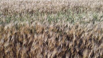 aéreo ver en maduro trigo campo en campo. campo de trigo soplo en el viento en puesta de sol. joven y verde espiguillas orejas de cebada cosecha en naturaleza. agronomía, industria y comida producción. video