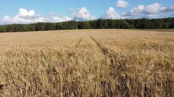 Antenne Aussicht auf reif Weizen Feld im Landschaft. Feld von Weizen weht im das Wind auf Sonnenuntergang. jung und Grün Ährchen. Ohren von Gerste Ernte im Natur. Agronomie, Industrie und Essen Produktion. video