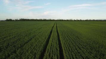 aereo Visualizza su verde Grano campo nel campagna. campo di Grano soffiaggio nel il vento su tramonto. giovane e verde spighette. orecchie di orzo Ritaglia nel natura. agronomia, industria e cibo produzione. video