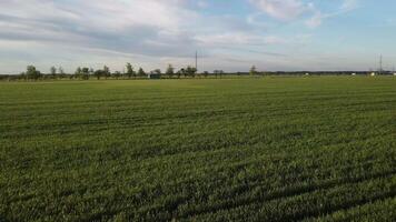 antenn se på grön vete fält i landsbygden. fält av vete blåser i de vind på solnedgång. ung och grön spikelets. öron av korn beskära i natur. agronomi, industri och mat produktion. video