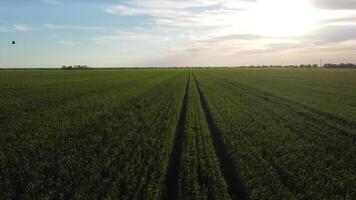 aereo Visualizza su verde Grano campo nel campagna. campo di Grano soffiaggio nel il vento su tramonto. giovane e verde spighette. orecchie di orzo Ritaglia nel natura. agronomia, industria e cibo produzione. video