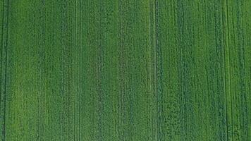 aereo Visualizza su verde Grano campo nel campagna. campo di Grano soffiaggio nel il vento su tramonto. giovane e verde spighette. orecchie di orzo Ritaglia nel natura. agronomia, industria e cibo produzione. video