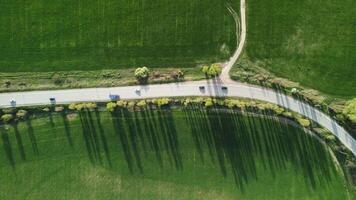 Aerial vertical view on road cutting through vibrant green wheat field in countryside. Field of wheat blowing in wind on sunset. Ears of barley crop in nature. Agronomy, industry and food production video