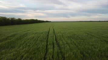 aereo Visualizza su verde Grano campo nel campagna. campo di Grano soffiaggio nel il vento su tramonto. giovane e verde spighette. orecchie di orzo Ritaglia nel natura. agronomia, industria e cibo produzione. video