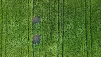 aérien vue sur vert blé champ dans campagne. champ de blé soufflant dans le vent sur le coucher du soleil. Jeune et vert épillets. oreilles de orge surgir dans la nature. agronomie, industrie et nourriture production. video