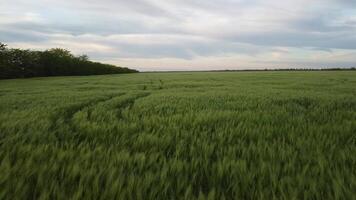 Antenne Aussicht auf Grün Weizen Feld im Landschaft. Feld von Weizen weht im das Wind auf Sonnenuntergang. jung und Grün Ährchen. Ohren von Gerste Ernte im Natur. Agronomie, Industrie und Essen Produktion. video