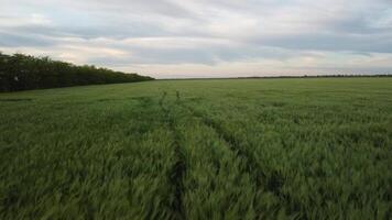 antenn se på grön vete fält i landsbygden. fält av vete blåser i de vind på solnedgång. ung och grön spikelets. öron av korn beskära i natur. agronomi, industri och mat produktion. video