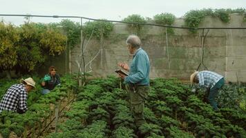 un' gruppo di persone Lavorando nel un biologico giardino video