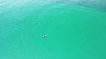 aereo Visualizza di il delfini lentamente nuoto nel cristallo chiaro calma turchese acque. gruppo di endemico marino mammiferi migrazione lungo costa come visto a partire dal sopra. video