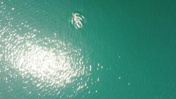 aéreo Visão do a golfinhos lentamente natação dentro cristal Claro calma turquesa águas. grupo do endêmico marinho mamíferos migrando ao longo litoral Como visto a partir de acima. video