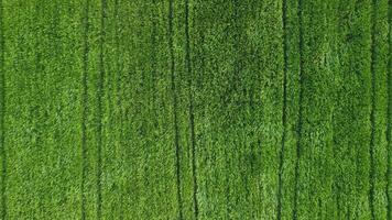 aéreo ver en verde trigo campo en campo. campo de trigo soplo en el viento en puesta de sol. joven y verde espiguillas orejas de cebada cosecha en naturaleza. agronomía, industria y comida producción. video