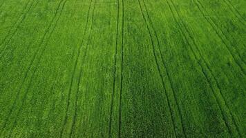 aéreo ver en verde trigo campo en campo. campo de trigo soplo en el viento en puesta de sol. joven y verde espiguillas orejas de cebada cosecha en naturaleza. agronomía, industria y comida producción. video