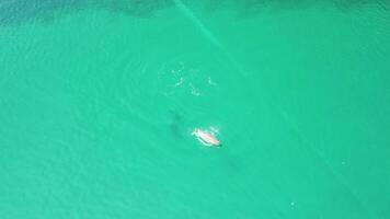 aereo Visualizza di il delfini lentamente nuoto nel cristallo chiaro calma turchese acque. gruppo di endemico marino mammiferi migrazione lungo costa come visto a partire dal sopra. video