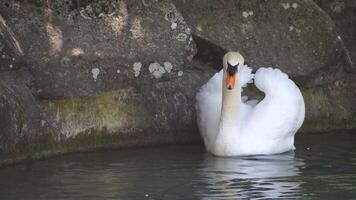 mooi wit zwaan met pluizig Vleugels drijvend Aan de meer in de park Aan een zonnig dag. dieren, vogelstand en dieren in het wild, reizen en vakantie concept. langzaam beweging video