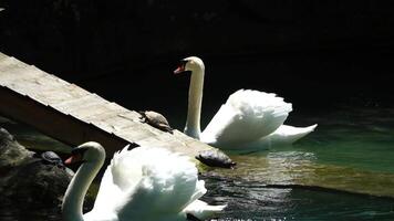 Beautiful white swans couple with fluffy wings floating on the lake with turtles in the park on a sunny day. Animals, birds and wildlife, travel and vacation concept. Slow motion video