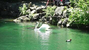 hermosa blanco cisne con mullido alas flotante en el lago con patos en el parque en un soleado día. animales, aves y fauna silvestre, viaje y vacaciones concepto. lento movimiento video