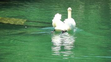 lindo branco cisne com fofo asas flutuando em a lago dentro a parque em uma ensolarado dia. animais, pássaros e animais selvagens, viagem e período de férias conceito. lento movimento video