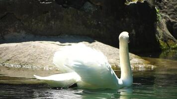 hermosa blanco cisne con mullido alas flotante en el lago en el parque en un soleado día. animales, aves y fauna silvestre, viaje y vacaciones concepto. lento movimiento video