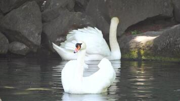 hermosa blanco cisne con mullido alas flotante en el lago en el parque en un soleado día. animales, aves y fauna silvestre, viaje y vacaciones concepto. lento movimiento video