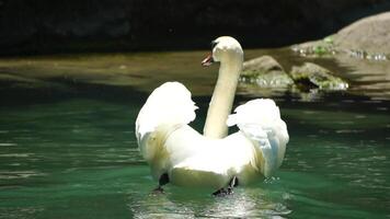 hermosa blanco cisne con mullido alas flotante en el lago en el parque en un soleado día. animales, aves y fauna silvestre, viaje y vacaciones concepto. lento movimiento video